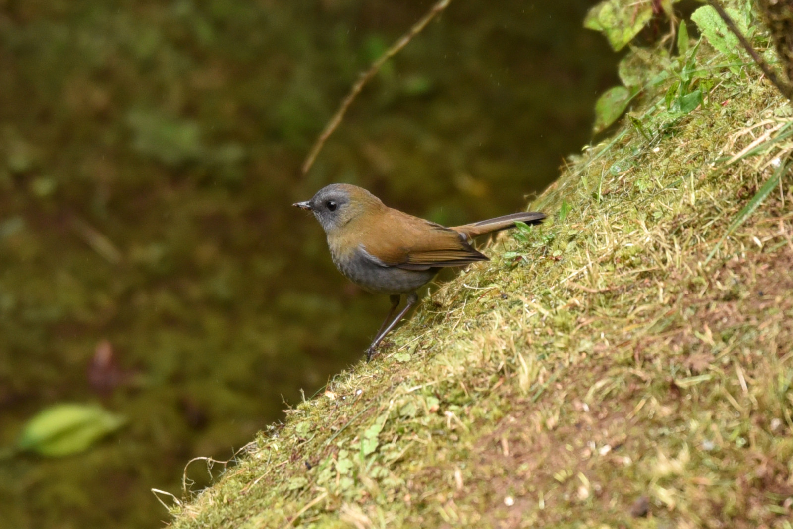 image Black-billed Nightingale-Thrush